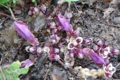 <i>Lathraea clandestina</i>