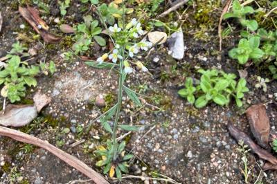 <i>Arabidopsis thaliana</i>