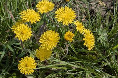 <i>Crepis sancta</i>