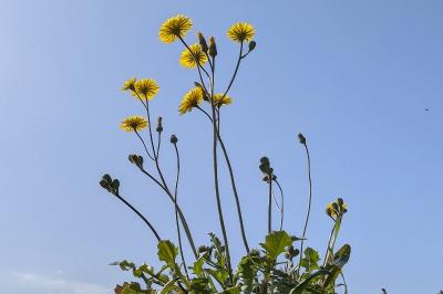 <i>Crepis sancta</i>