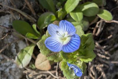 <i>Veronica hederifolia</i>