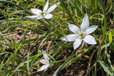 <i>Ornithogalum umbellatum</i>