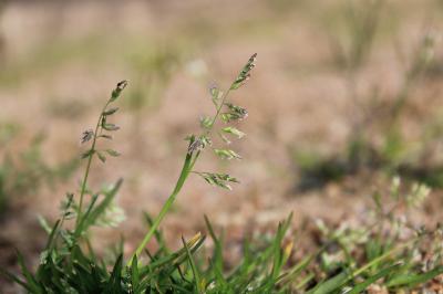 <i>Poa annua</i>