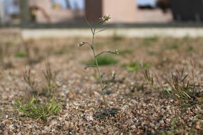 <i>Arabidopsis thaliana</i>