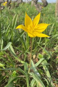 <i>Tulipa sylvestris</i>
