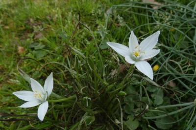 <i>Ornithogalum divergens</i>
