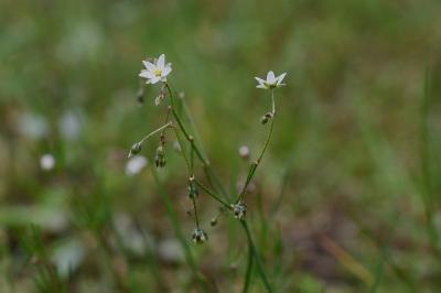 <i>Spergula arvensis</i>