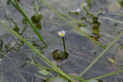 <i>Ranunculus tripartitus</i>