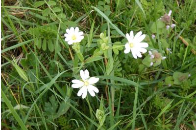 <i>Rabelera holostea</i>
