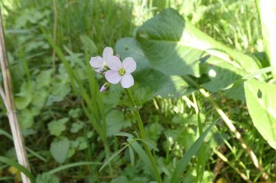 <i>Cardamine pratensis</i>