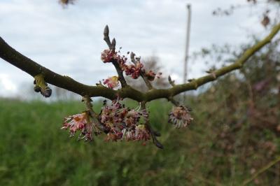 <i>Ulmus minor</i>