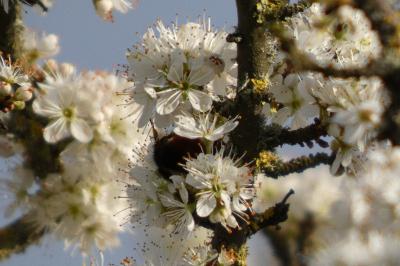 <i>Prunus spinosa</i>