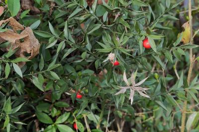 <i>Ruscus aculeatus</i>