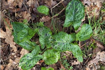 <i>Arum maculatum</i>