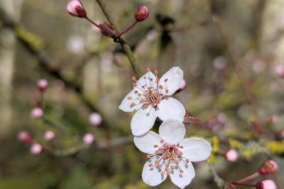 <i>Prunus cerasifera</i>