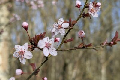 <i>Prunus cerasifera</i>