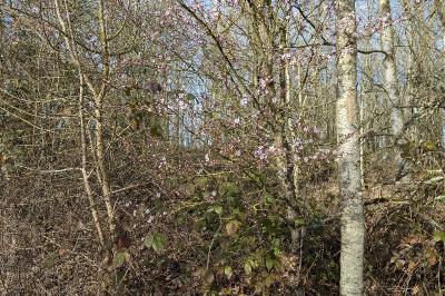 <i>Prunus cerasifera</i>