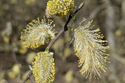 <i>Salix caprea</i>