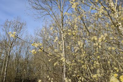 <i>Salix caprea</i>