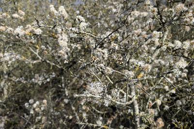 <i>Prunus spinosa</i>