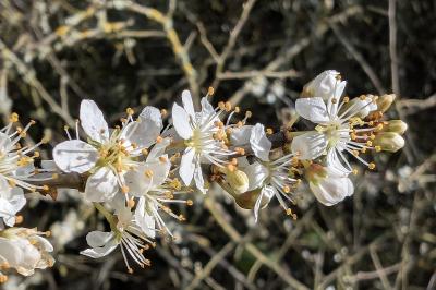 <i>Prunus spinosa</i>