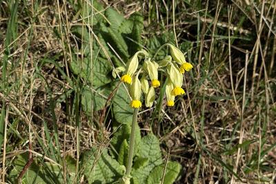 <i>Primula veris</i>