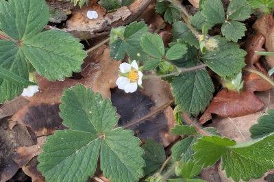 <i>Potentilla sterilis</i>