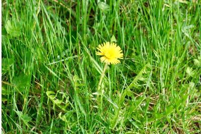 <i>Taraxacum officinale</i>