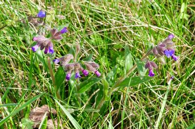 <i>Pulmonaria</i>