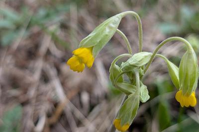 <i>Primula veris</i>