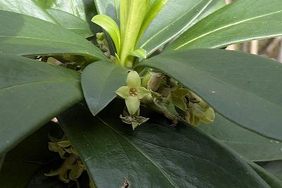 <i>Daphne laureola</i>
