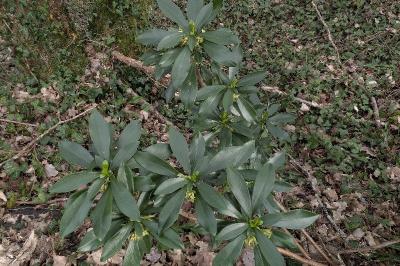 <i>Daphne laureola</i>