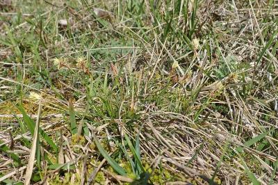 <i>Carex halleriana</i>