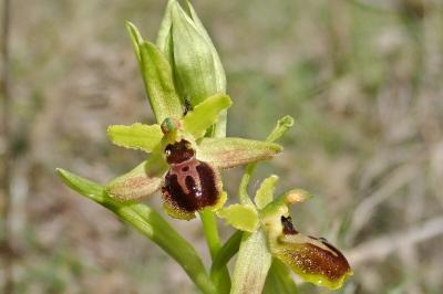 <i>Ophrys virescens</i>