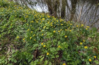 <i>Ficaria verna</i>