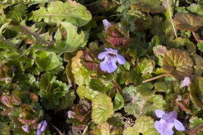 <i>Glechoma hederacea</i>