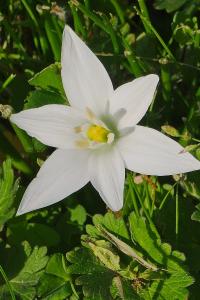 <i>Ornithogalum divergens</i>