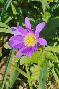 <i>Anemone blanda</i>