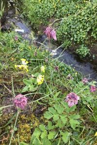 <i>Fritillaria meleagris</i>