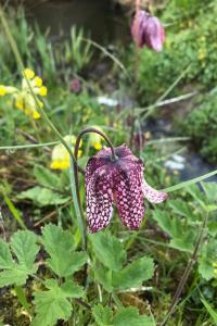 <i>Fritillaria meleagris</i>