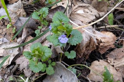 Glechoma hederacea