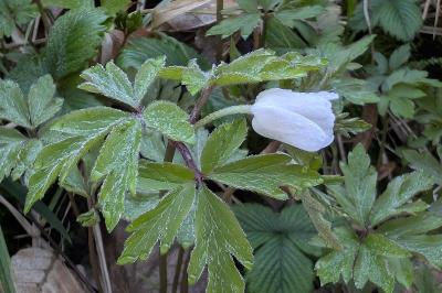 <i>Anemone nemorosa</i>