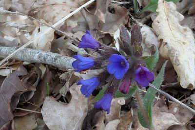 <i>Pulmonaria</i>