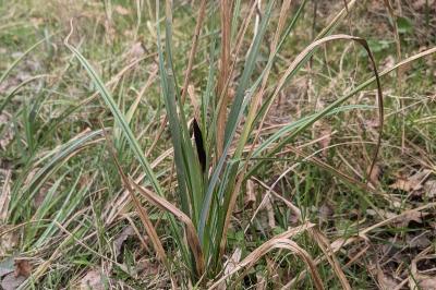 <i>Carex</i>
