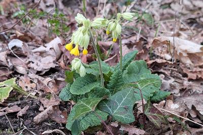 <i>Primula veris</i>