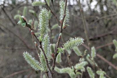 <i>Salix caprea</i>