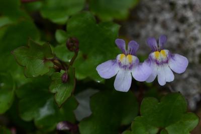 <i>Cymbalaria muralis</i>