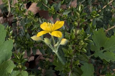 <i>Chelidonium majus</i>