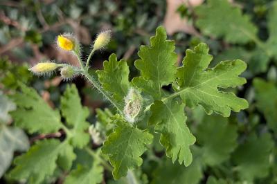 <i>Chelidonium majus</i>