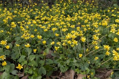 <i>Ficaria verna</i>